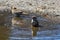 Sparrows Washing in a Puddle