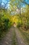 Sparse begining of forest in early autumn, Bratislava, Slovakia