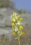 Sparse-flowered Orchid, Crete