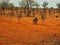 Sparse Red Centre Landscape, Northern Territory, Australia