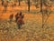 Sparse Red Centre Landscape, Northern Territory, Australia