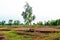 Sparse trees providing little shade are scattered throughout the rice fields in rural Sakon Nakhon province in northern Thailand.