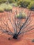 Sparse Vegetation, Red Soil, Uluru, Austraia