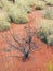 Sparse Vegetation, Red Soil, Uluru, Australia