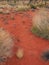 Sparse Vegetation, Red Soil, Uluru, Australia