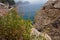 Sparse vegetation rocks, flora and fauna,macro