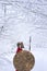 Spartan warrior stands in snowy forest.