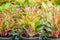 The spathe flower of Aglaonema Siam Red in a tropical nursery