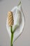 Spathe Flower or Peace Lily Blooming