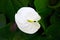 Spathiphyllum cannifolium Dryand. ex Sims Schott