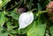 Spathiphyllum cochlearispathum commonly called peace lily growing in Vietnam