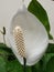 Spathiphyllum cochlearispathum, Peace lily white color