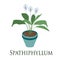 Spathiphyllum. Flat design. Vector