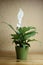 SPATHIPHYLLUM FLORIBUNDUM