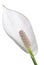 Spathiphyllum flower