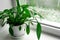 A spathiphyllum flower with green leaves on a windowsill