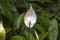 Spathiphyllum flower in natural environment in tropical forest