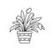 Spathiphyllum in a flowerpot. Vector illustration potted house plant sketch