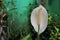 Spathiphyllum is a genus species of monocotyledonous flowering plants in the family Araceae.