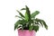 Spathiphyllum grows in a pink pot on a white isolated background.