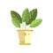 Spathiphyllum house plant, indoor flower in pot, elegant home decor vector Illustration