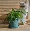 A spathiphyllum houseplant on a windowsill next to a cute beige cat