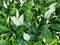 Spathiphyllum Its dark green, shiny leaves bloom all year round.