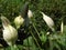 Spathiphyllum kochii flowers in the morning vibe