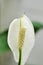 Spathiphyllum, monocotyledonous or Araceae or Spath or Lily Peace flower and rain drop or dew drop on the flower