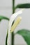 Spathiphyllum, monocotyledonous or Araceae or Spath or Lily Peace flower and rain drop or dew drop on the flower