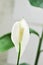 Spathiphyllum, monocotyledonous or Araceae or Spath or Lily Peace flower and rain drop or dew drop on the flower