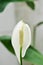 Spathiphyllum, monocotyledonous or Araceae or Spath or Lily Peace flower and rain drop or dew drop on the flower