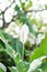 Spathiphyllum, monocotyledonous or Araceae or Spath  or Lily Peace with white flower or dot Spathiphyllum