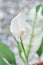 Spathiphyllum, monocotyledonous or Araceae or Spath  or Lily Peace with white flower or dot Spathiphyllum