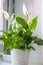 Spathiphyllum. Ornamental green plant for home interior grown in a pot