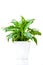 Spathiphyllum. Ornamental green plant for home interior grown in a pot, isolated on white background