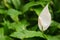 Spathiphyllum, Peace lily
