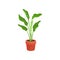 Spathiphyllum or peace lily in brown ceramic pot. Houseplant with long bright green leaves. Flat vector element of home