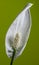 Spathiphyllum - peace lily flower macro shot on green background. Isolated white flower.