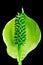 Spathiphyllum plant