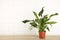 Spathiphyllum plant with flowers in flower pot on white background. Houseplant