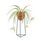 Spathiphyllum, potted house plant with long leaf hanging down. Spath, green home vegetation in flowerpot on stand