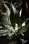 Spathiphyllum, spath or peace lily with white flowers