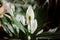 Spathiphyllum, spath or peace lily with white flowers