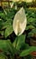 Spathiphyllum wallisii