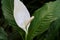 Spathiphyllum wallisii flower