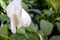 Spathiphyllum wallisii, known as Spath or Peace lilies