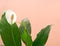 Spathiphyllum white flower and green leaf on a beige background close-up. Single leaf Sweet Chico white patina, copy