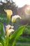 Spathiphyllum. White flower in the sunlight