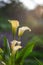 Spathiphyllum. White flower in the sunlight